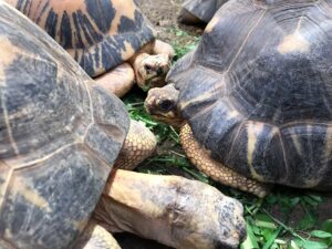 Traumatische Lidverletzung bei einer Strahlenschildkröte